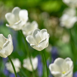 Bulbe de Tulipe White Prince Bio 1112