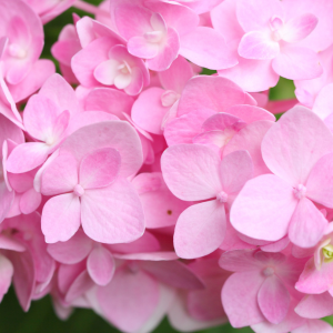 Hortensia Sundae Fraise