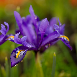 Iris Reticulata J.S. Dijt