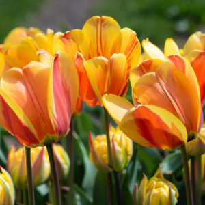Tulipe Chrysanta