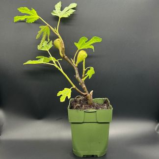 Figuier Bio : Miss Figgy - Godet 13 cm