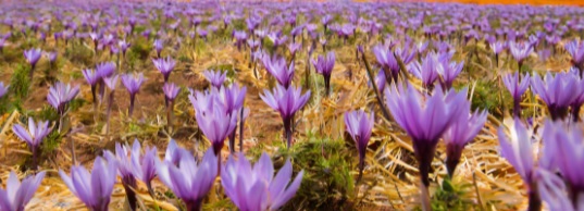 champ de safran avec fleurs violettes
