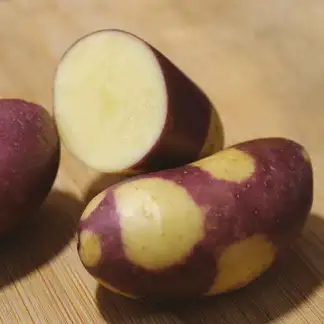 plant de pomme de terre wahou bio