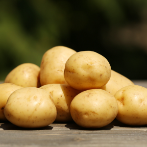 Plant de Pomme de terre Nicola Bio 1kg – Calibre 4045