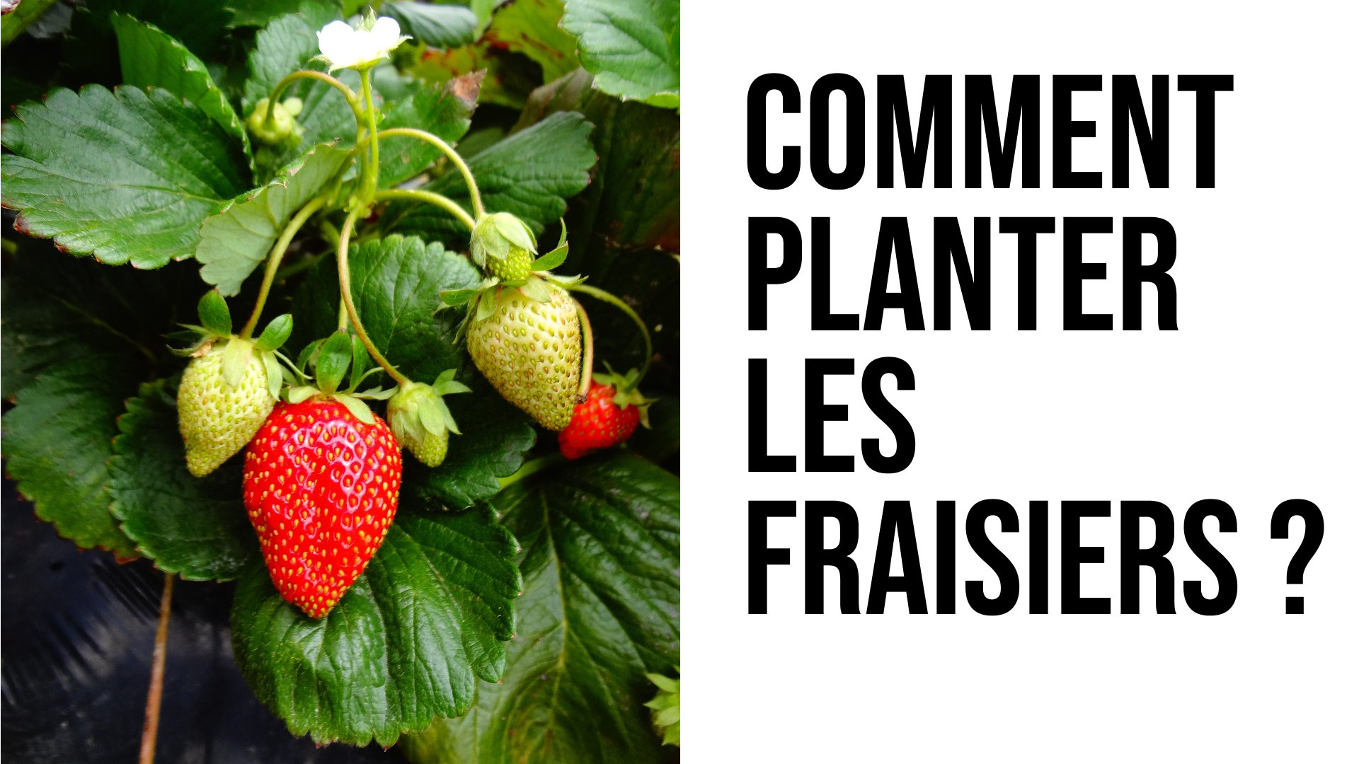 comment planter les fraisiers