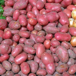 plant de pomme de terre rubis bio