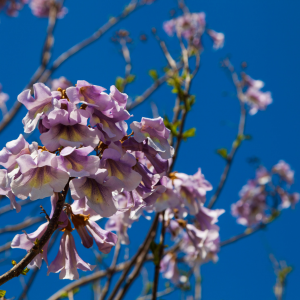 article paulownia