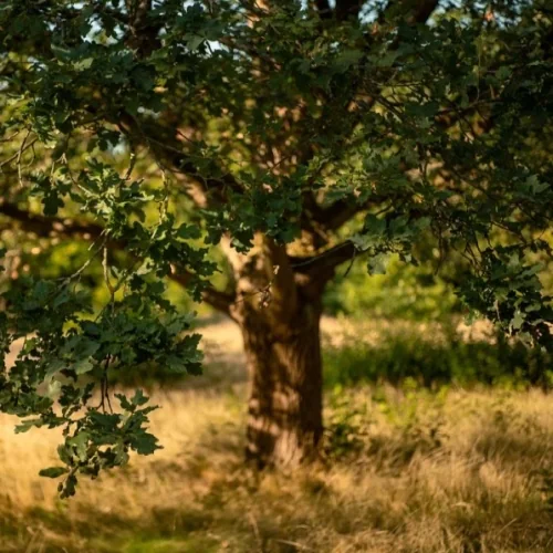 chêne truffier qui produit des truffes