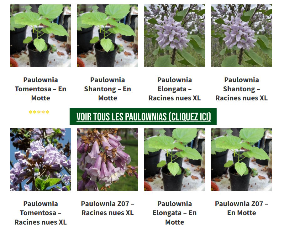plants de paulownias liste