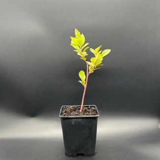 Myrtillier Bio : Plant Estive – Godet 9 cm
