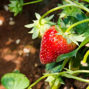 Fraisier Cadenza Conv Tardive