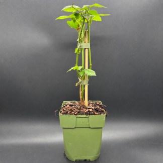 Mûrier Bio : Plant Black Satin - Godet 13 cm