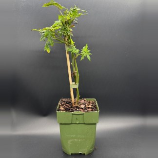 Mûrier Bio : Plant Thornless evergreen – Godet 13 cm