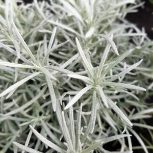 Helichrysum Angustifolia ‘Tall curry’