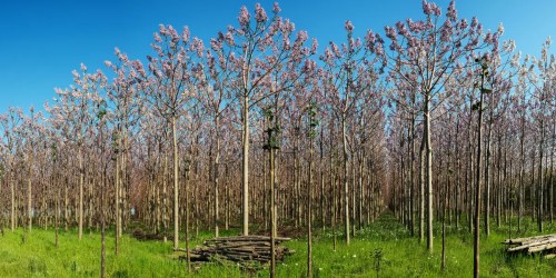 arbres paulownia forêt
