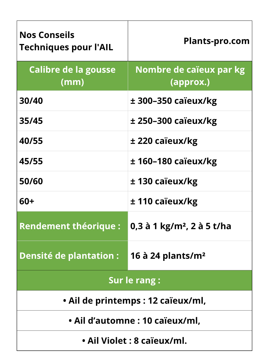 Nos conseils techniques pour bulbes d'ail