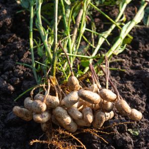 Plants de Cacahouète Bio