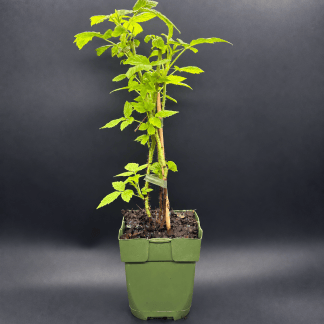 Plant de Framboisier Bio Remontant Sugana Yellow  - Godet 13 cm