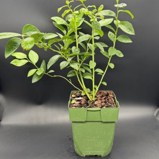 Plant de Myrtillier Bio : Blue Dessert - Godet 13 cm