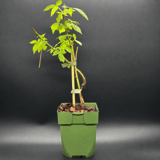 Plant de Framboisier Bio Sanibelle- Godet 13 cm