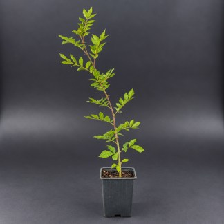 Poivrier du Sichuan Bio : Plant Clavalier – Godet 9 cm