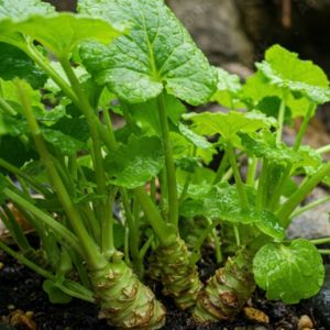 Plants de Wasabi Bio