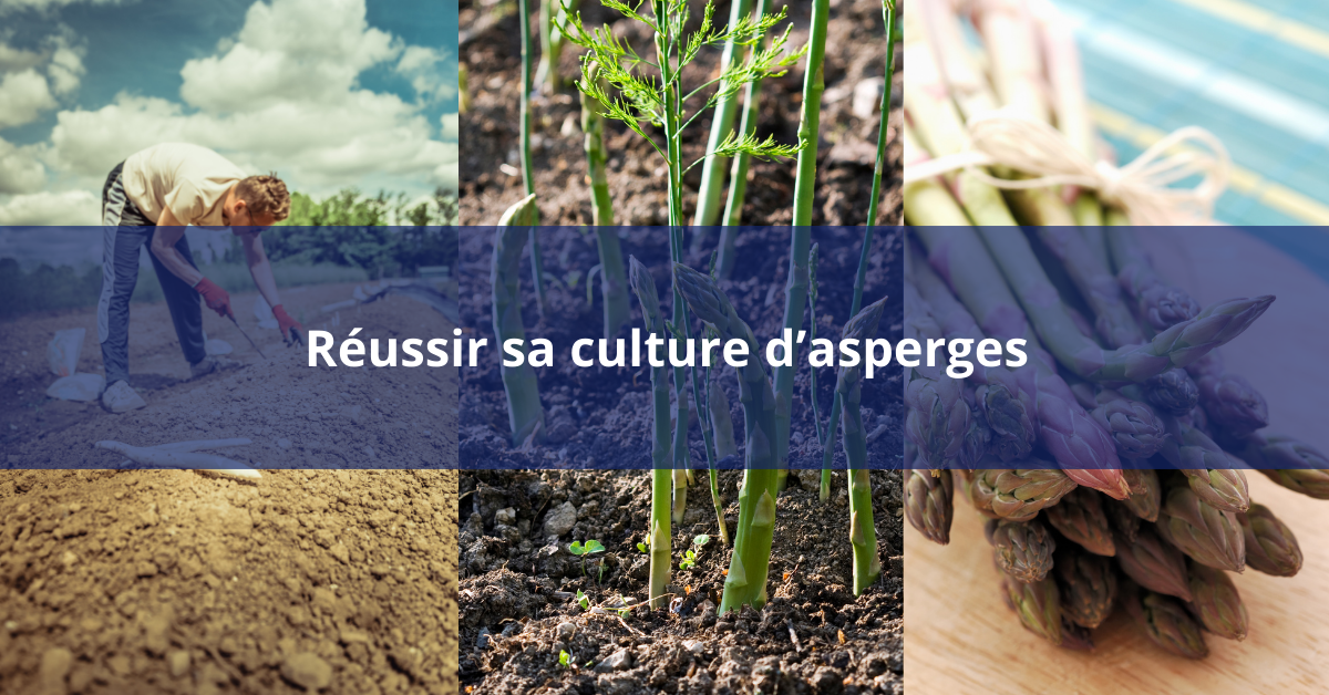 Réussir sa culture d’asperges