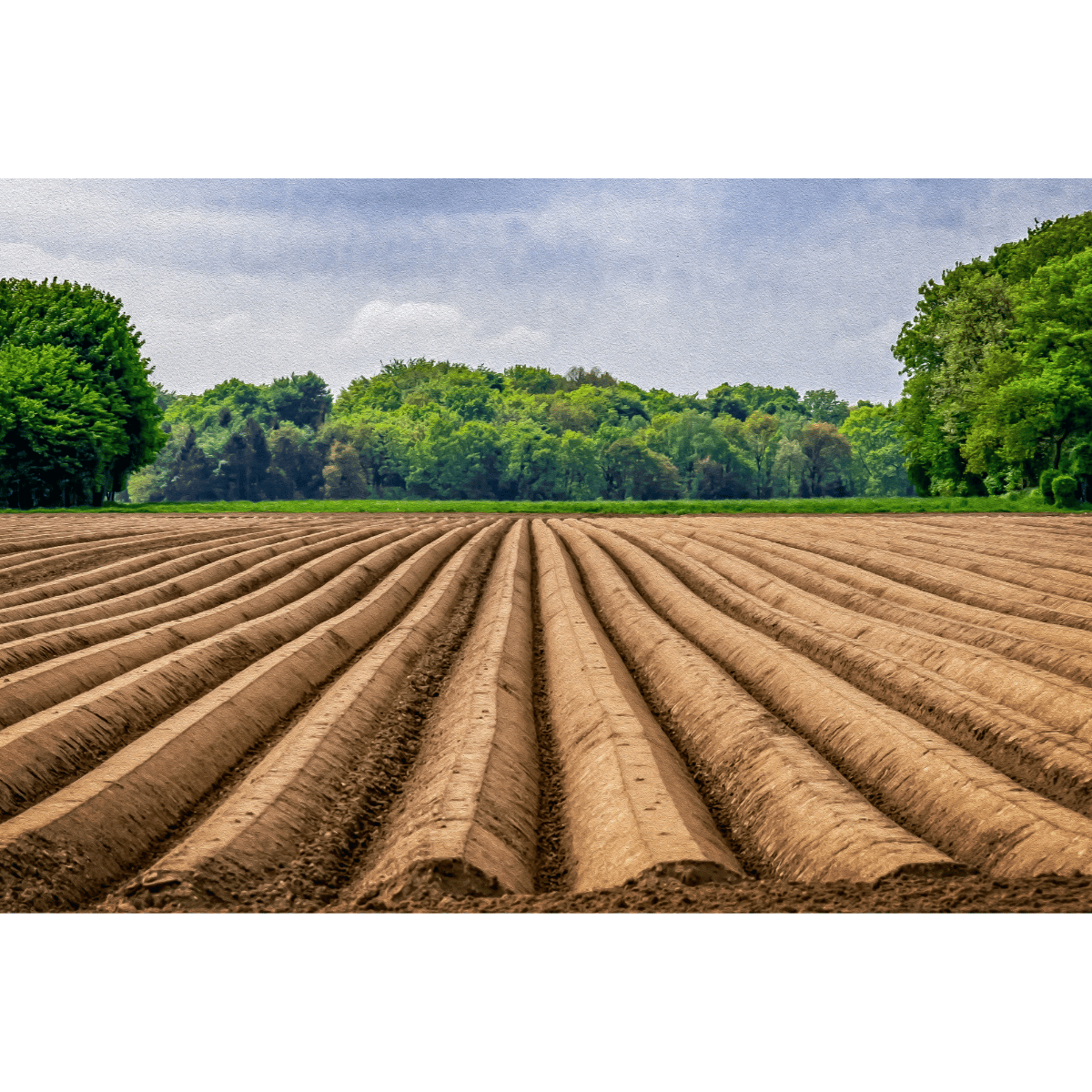 Plantations d'asperges en période de pousse
