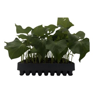 Photo des plants de patates douces conditionnement