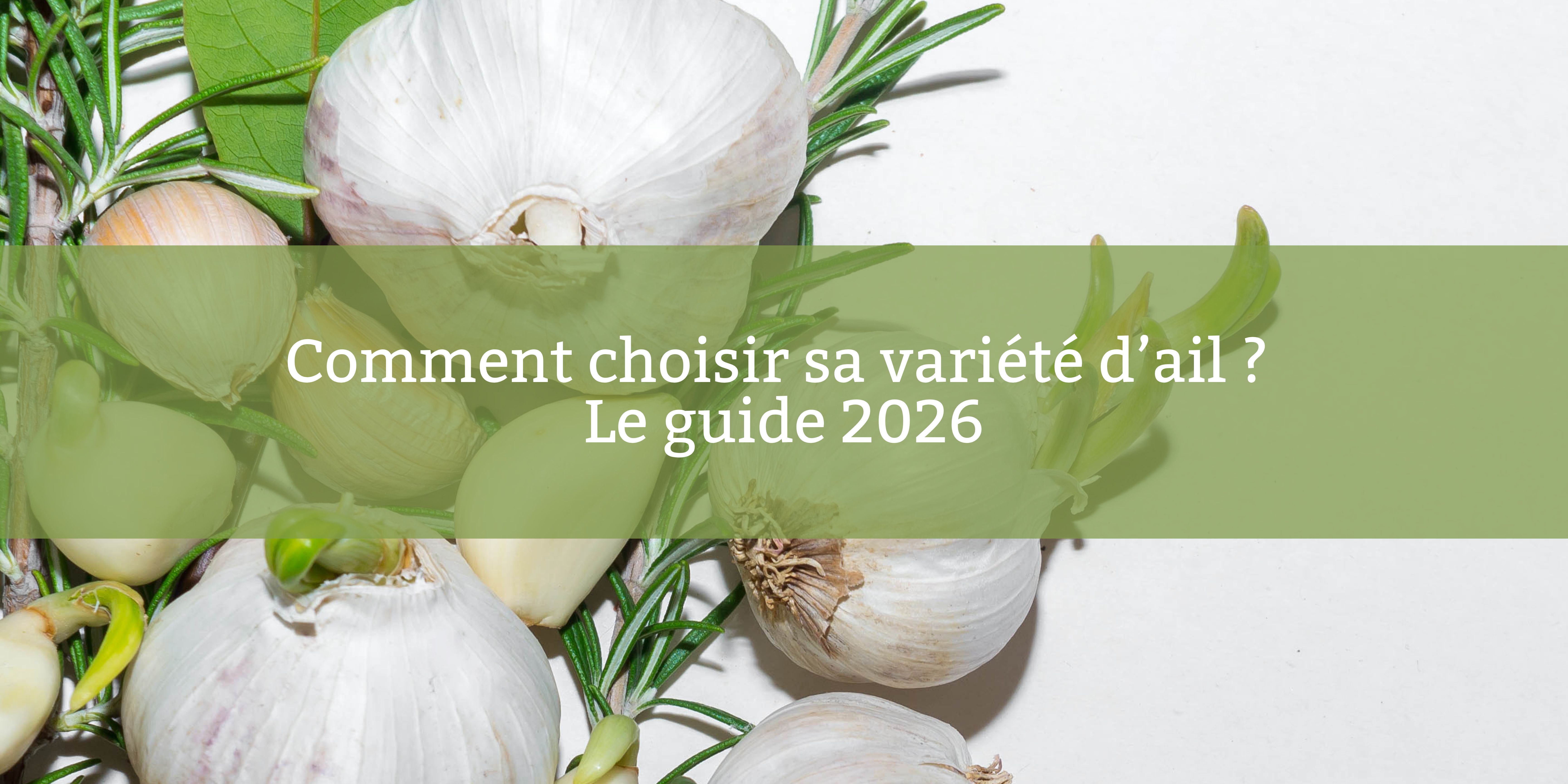 Bannière avec photo en gros plan d'ails
