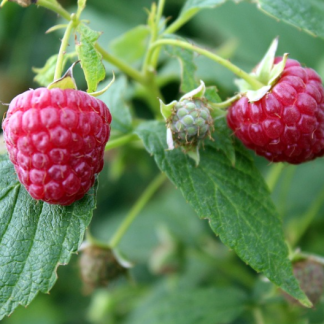 Framboisier Godet : Capitou G7 - Bio