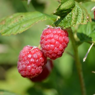 Framboisier Godet : Autumn chef G13 - Bio
