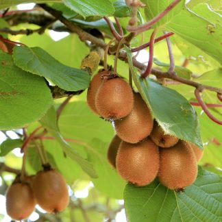 Plant de Kiwi Bio Kivite Femelle - 2L
