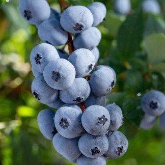 Plants et fruits myrtilliers de la variété Brigitta Blue en godet de 13 cm
