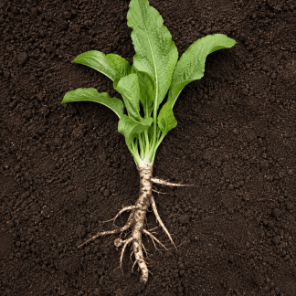 Plant de Raifort Vitara Bio - plaque de 72