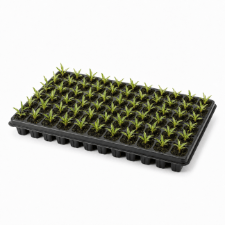 Plant de Gingembre Bio - Plaque de 83 plants