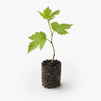 Plants de Houblon Bio
