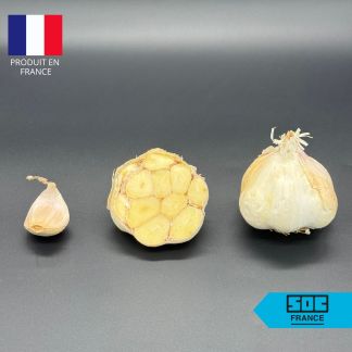 Bulbe d'Ail Automne Sabadrome Non traité 50/60 (Ail d'Automne) – Sac de 20kg