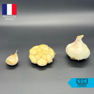 Bulbe d'Ail Sabagold : calibre 60+ (Ail d'Automne)