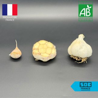 Bulbe d'Ail Therador Bio : calibre 50/60 (Ail d'Automne) - Sac de 20kg