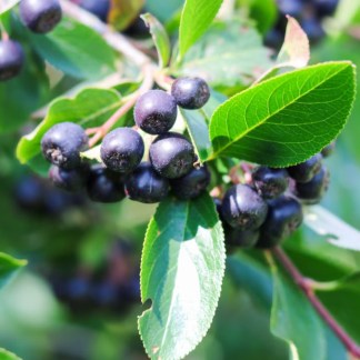 Plant Aronia Bio Sorbier Noir - Godet 9 cm