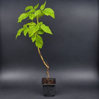 Plant de Framboisier Bio Willamette - Godet 7 cm