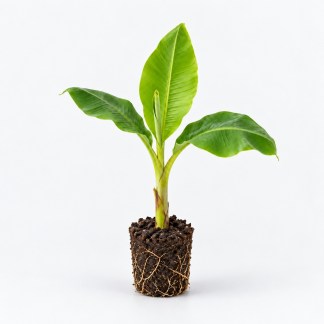 Plant de Bananier Dwarf King Bio - Plaque de 83 plants